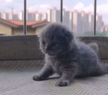 果冻是只可爱猫 果冻是只可爱猫